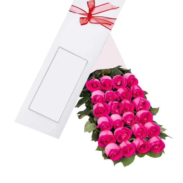 Caja de 24 Rosas Fucsia